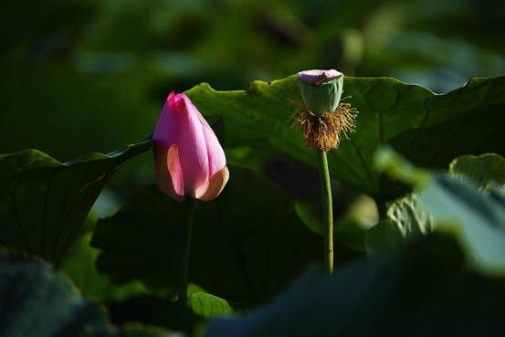 “荷你相约·情满理工”首届荷花节