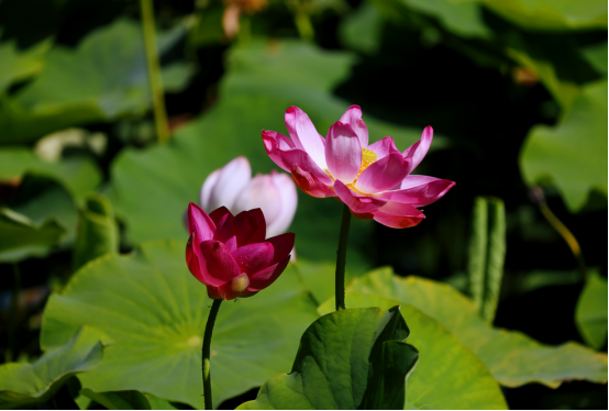 “荷你相约·情满理工”首届荷花节